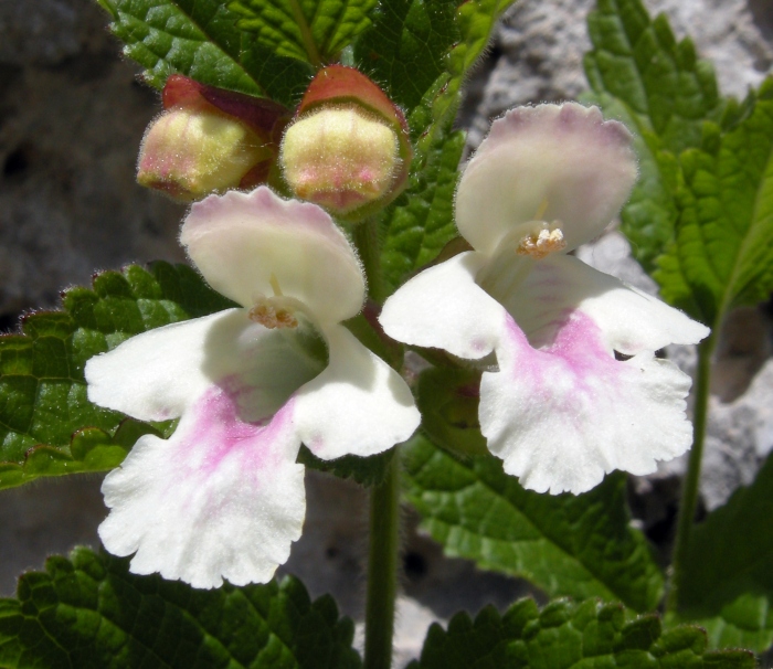 Melittis melissophillum